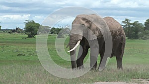 A big elephant walking in Amboseli