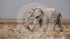 Big elephant walking in the Etosha National Park in Namibia.