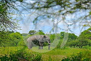 Big elephant walking in the grass with blue sky. Huge mammal in nature habitat, green vegetation, with tress in the background, Bo