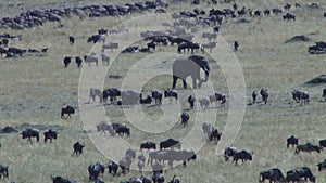 A big elephant walking between wildebeests