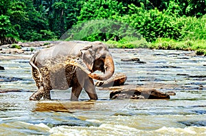 The big elephant watered himself with water. Pinnawala Elephant Orphanage. Sri Lanka.