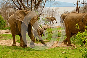 Big Elephants and baby walking through Maniara National Park