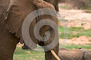 Big Elephants and baby walking through Maniara National Park