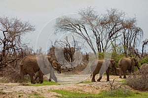 Big Elephants and baby walking through Maniara National Park