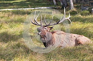 Big elk