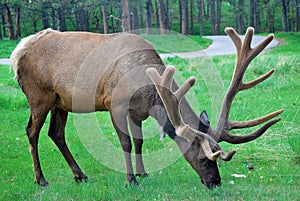Big elk