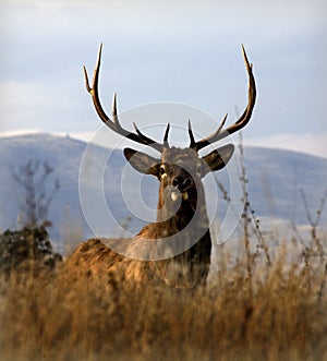 Big Elk Large Rack Horns Montana photo
