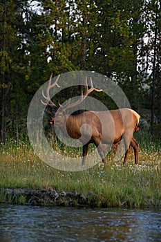 Big elk standing beside a river in Yellowstone national park