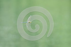 A big Emperor dragonfly flying over water