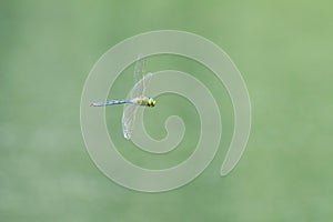 A big Emperor dragonfly flying over water