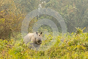 Really big endangered indian rhino male in the nature habitat of Kaziranga national park in India