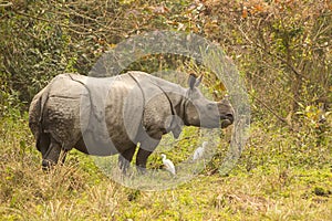 Really big endangered indian rhino male in the nature habitat of Kaziranga national park in India