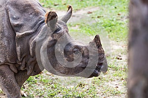 Big endangered indian rhinoceros