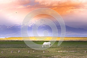 Kayseri, Erciyes Mountain and Running Horses photo