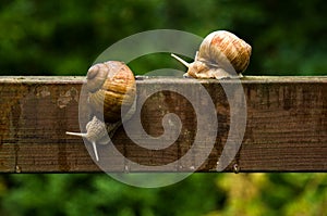 Big escargot snails on wooden bar in the rain