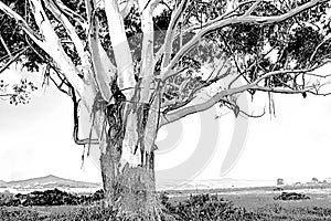 Big eucalyptus tree in a beautiful landscape