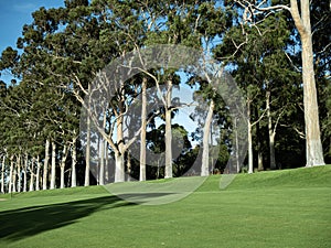 Big Eucalyptus trees on top of green grass hill