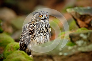 Big Eurasian Eagle Owl, Bubo bubo, with open bill in rock with green moss