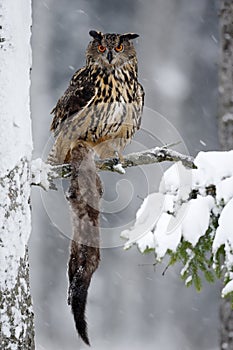 Big Eurasian Eagle Owl sitting on snowy tree trunk with snow, snowflake and kill brown Marten during winter