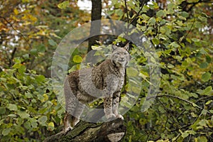 A big Eurasian lynx, predator cat.