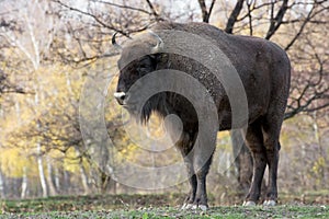 Big European bison (Bison bonasus) photo