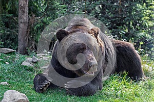 Big European Brown bear lying in the green grass in forest. Huge bear paws with long claws.