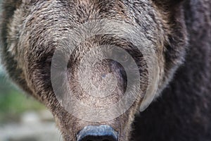 Big european brown bear ursidae, ursus arctos with expressive sad eyes, extremely close-up photo