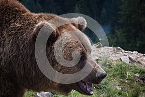 Big european brown bear ursidae, ursus arctos with expressive sad eyes on the forest background