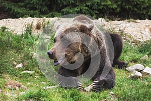 Big european brown bear ursidae, ursus arctos with expressive sad eyes on the forest background