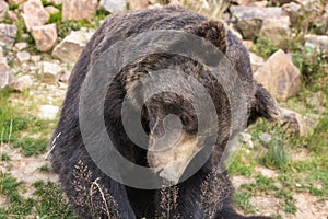 Big european brown bear ursidae, ursus arctos with expressive sad eyes on the forest background