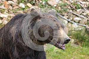 Big european brown bear ursidae, ursus arctos with expressive sad eyes on the forest background