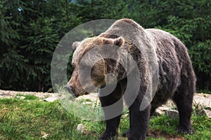 Big european brown bear ursidae, ursus arctos with expressive sad eyes on the forest background