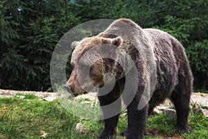 Big european brown bear ursidae, ursus arctos with expressive sad eyes on the forest background photo