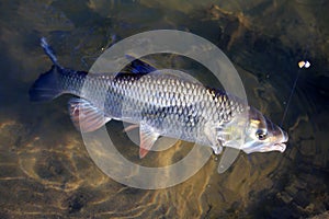 Big European Chub (Squalius cephalus)