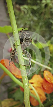big european garden spider sits on the stem, close-up macro, Araneus diadematus