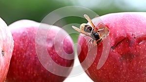 Big european hornet eating ripe sweet tasty apple. Wasp feeding with fruit. Insect spoiling harvest