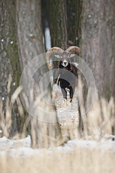 Big european moufflon in the forest