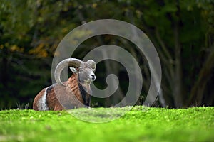 Big european moufflon in the meadow