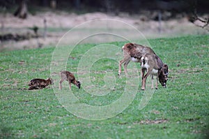 Big european moufflon ( Ovis orientalis ) , Saxony , Germany