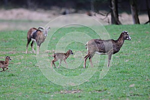 Big european moufflon ( Ovis orientalis ) , Saxony , Germany