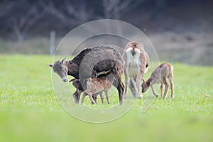 Big european moufflon ( Ovis orientalis ) , Saxony , Germany