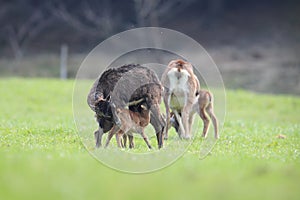 Big european moufflon ( Ovis orientalis ) , Saxony , Germany