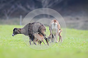 Big european moufflon ( Ovis orientalis ) , Saxony , Germany