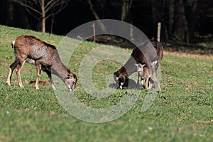 Big european moufflon ( Ovis orientalis ) , Saxony , Germany