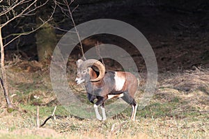 Big european moufflon ( Ovis orientalis ) , Saxony , Germany