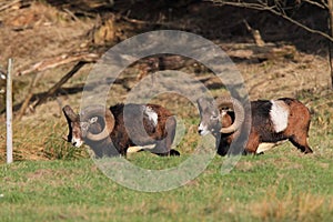 Big european moufflon ( Ovis orientalis ) , Saxony , Germany