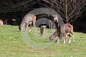 Big european moufflon ( Ovis orientalis ) , Saxony , Germany