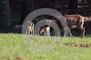 Big european moufflon ( Ovis orientalis ) , Saxony , Germany