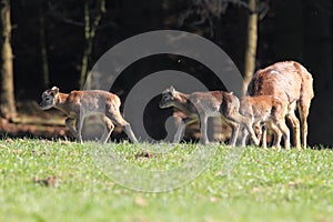 Big european moufflon ( Ovis orientalis ) , Saxony , Germany