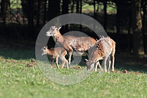 Big european moufflon ( Ovis orientalis ) , Saxony , Germany